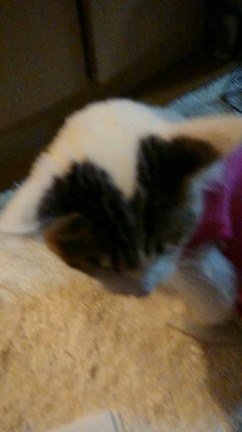 サクラ姫の状況の記事動画