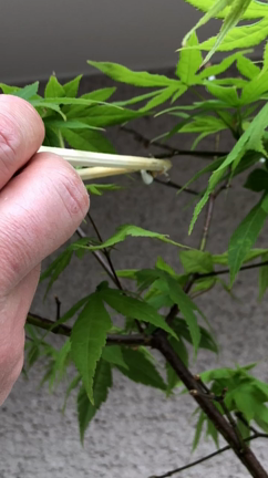 ヒモワタカイガラムシの記事動画