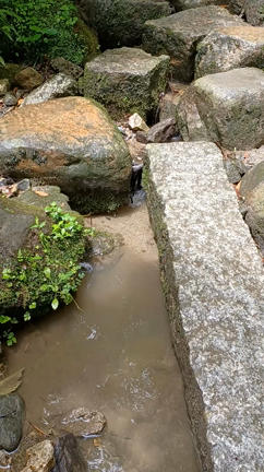 佳景のあじさい園　奈良県矢田寺に行ってきましたの記事動画