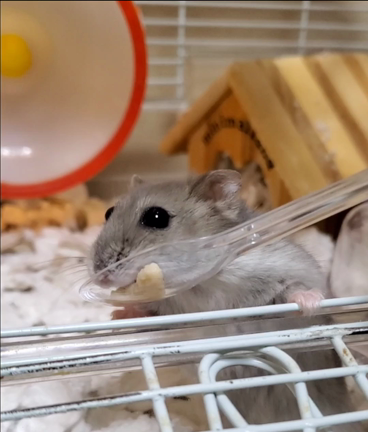 ◇お届け物で〜す◇の記事動画