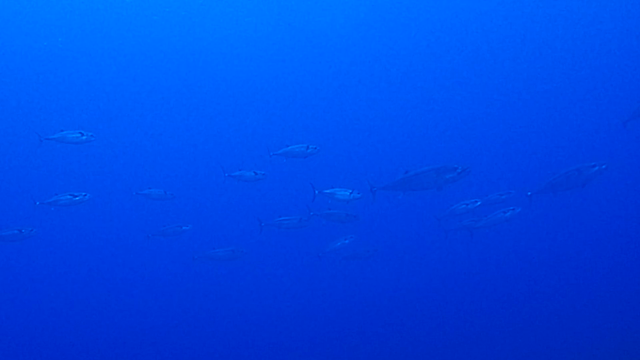 貸切出航〜！まぐろまぐろまぐろ。の記事動画