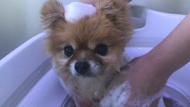 疲れる理由がないトリミングができた！の記事動画