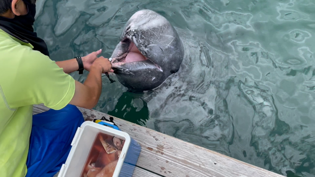 くじらの博物館まで歩きの記事動画
