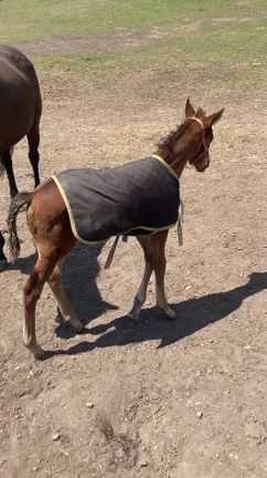 リアルダビスタ＃13～種付け～の記事動画