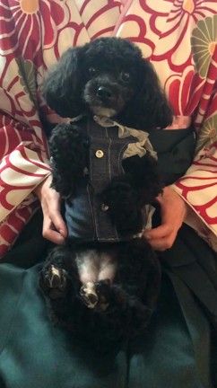 卒業式　家族の双子のわんちゃんとの記事動画