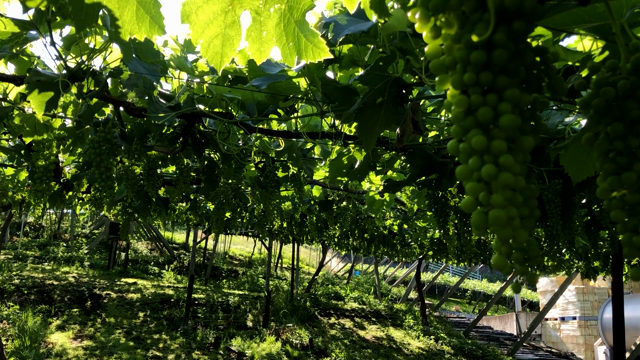 2019年6月25日のぶどう達の記事動画