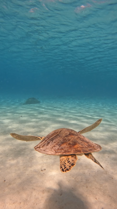 癒しの亀ちゃんの記事動画