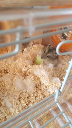 たね日記②の記事動画