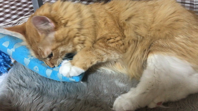 ぽてちから皆さまへの記事動画