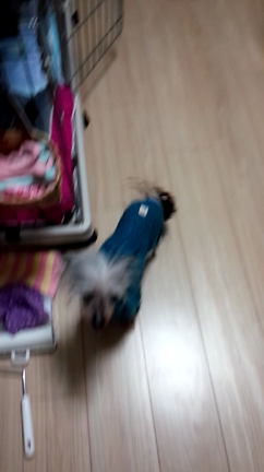 二足歩行の記事動画