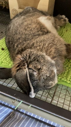 ☆最近の寝方☆の記事動画