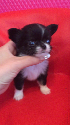 ピノっ子極小くんオーナー様募集の記事動画