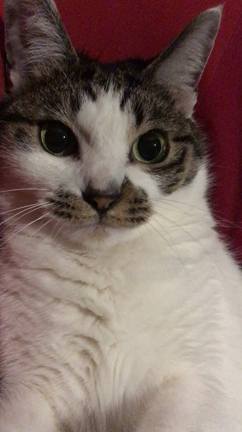 ああ、可愛い。の記事動画