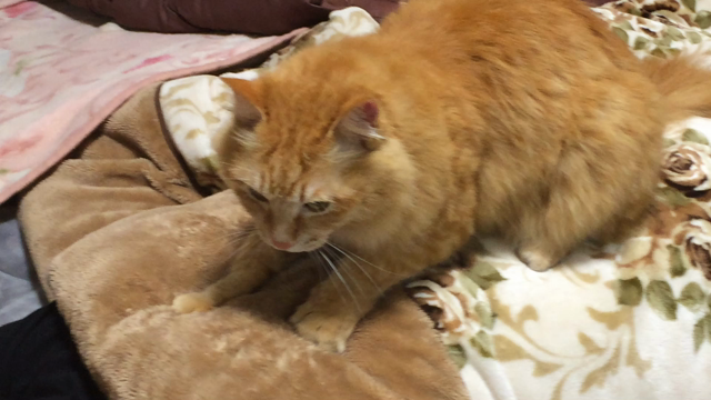 甘え猫の記事動画