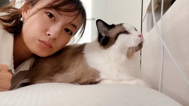 ラグドールの性質の記事動画