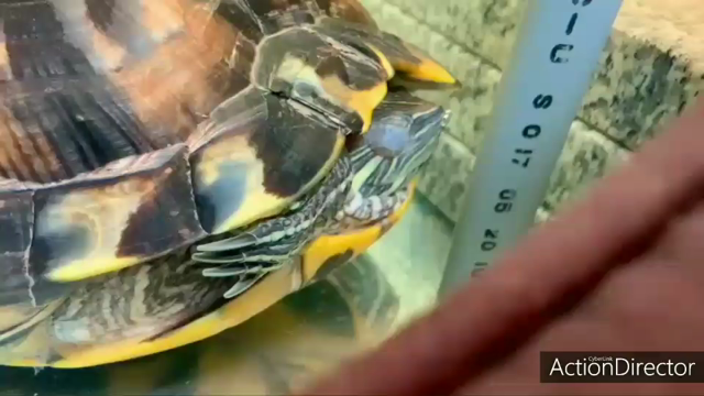 お知らせとまどろみ動画の記事動画