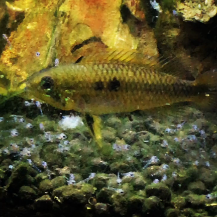 アピストグラマ・アガシジィ・ダブルレッドの記事動画