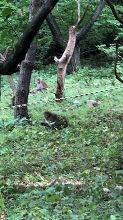 第三の刺客の記事動画