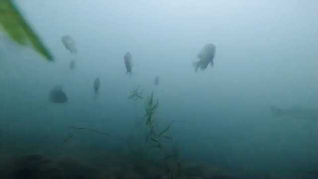 スーさんの水中映像♪の記事動画