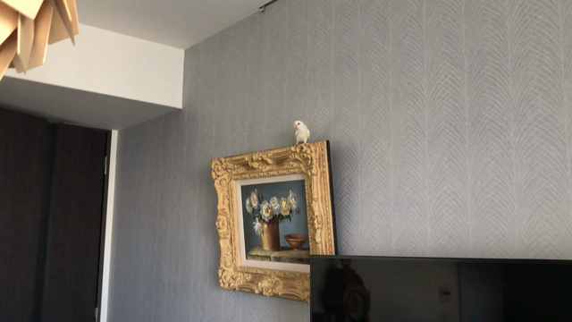 飛んで来る時の合図の記事動画