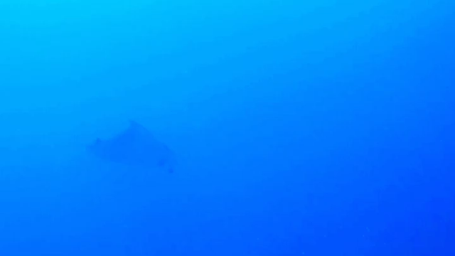 GO TOトラベル地域共通クーポン取扱い開始　徳之島の記事動画