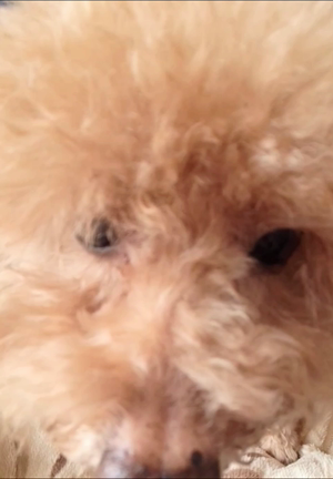 オンラインでの活動の記事動画