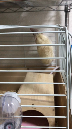 交尾から出産までの記事動画