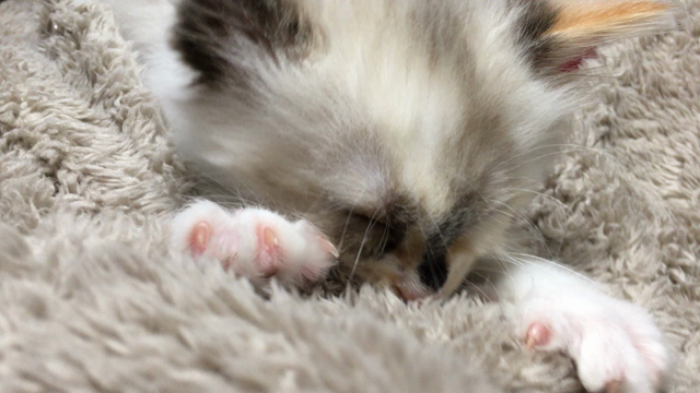 あたち1歳になったのの記事動画