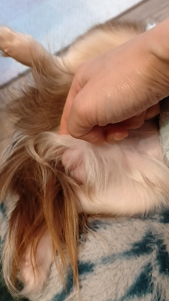 茶々丸の手術の記事動画