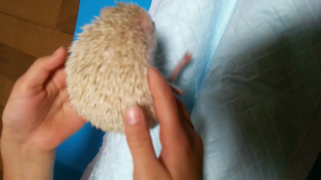 癒される・・・の記事動画