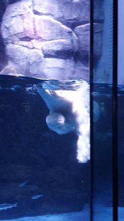 八景島～の記事動画