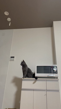 幸せの記事動画