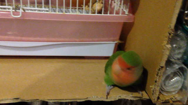 たまには、動画。の記事動画