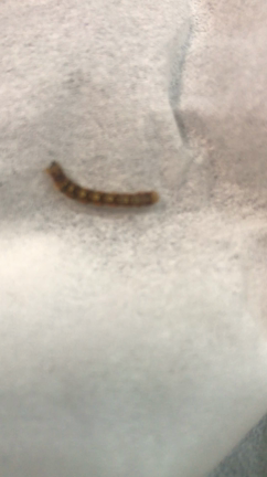 昆虫観察会の記事動画