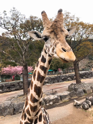 奇跡の一枚の記事動画