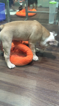 福永部長によるペットショップ。の記事動画