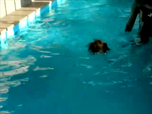 夏に泳ぎデビューしたわんちゃん必見！！の記事動画