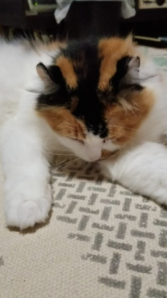 2021/11/13の記事動画