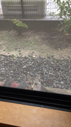 心配してたまに観に来てくれますの記事動画