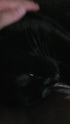 ゴロゴロ動画の記事動画