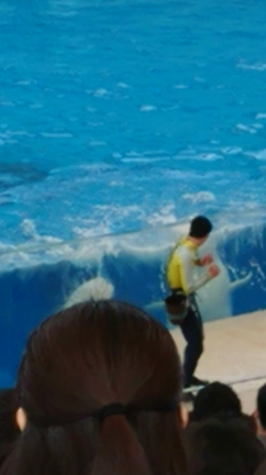 またシーパラの記事動画