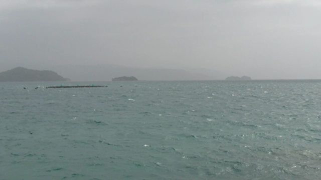 チヌ釣りの記事動画