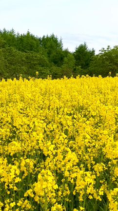 喜多方 三ノ倉高原 菜の花フェスタ 22 満開 見頃を迎えています Sybilleの部屋