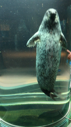 いつかの果てしない大空と ❻の記事動画