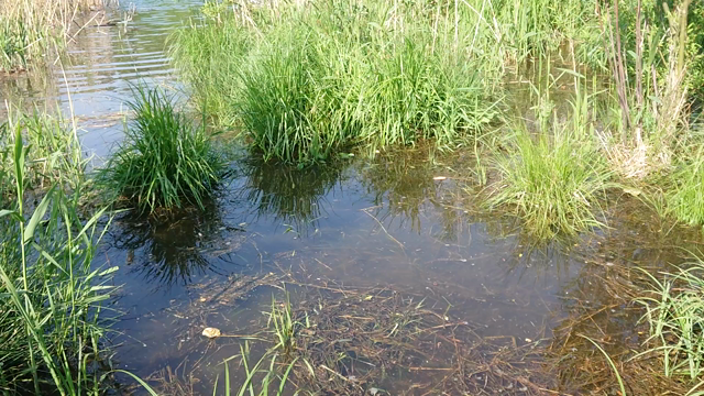 上野原、へらぶな釣り、接近戦の記事動画