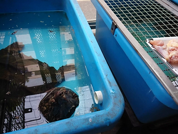 ワニガメの餌やり カメ大好きおっさんブログ