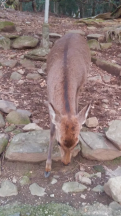 2020年の記事動画