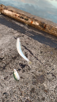 10月16日、茨城で海釣り！の記事動画