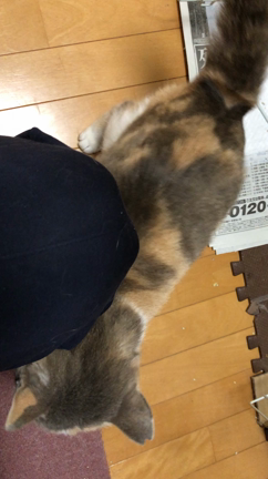 保護猫の記事動画