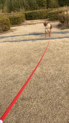 犬用30メートルのロングリードの記事動画
